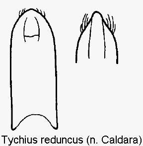 tychius_reduncus.gif