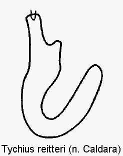 tychius_reitteri_sperm.gif