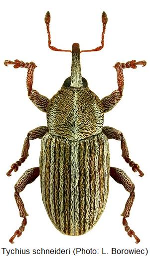tychius_schneideri_hab.jpg