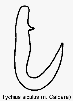 tychius_siculus_sperm.gif