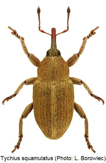 tychius_squamulatus_hab.jpg