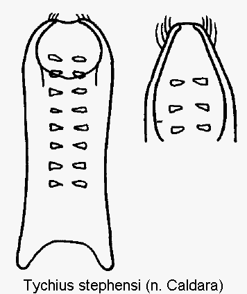 tychius_stephensi.gif