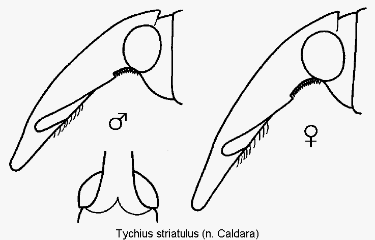 tychius_striatulus_k.gif