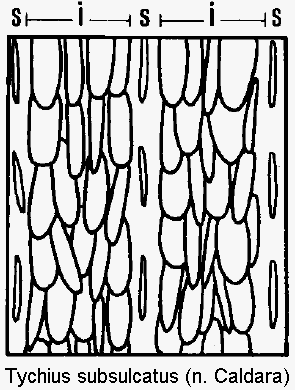 tychius_subsulcatus_int.gif