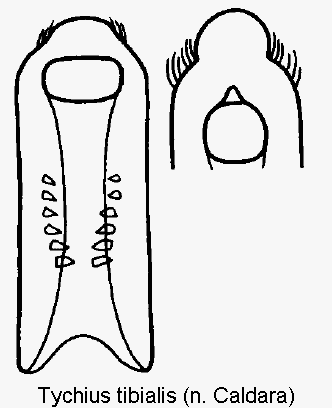 tychius_tibialis.gif