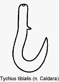 tychius_tibialis_sperm.gif