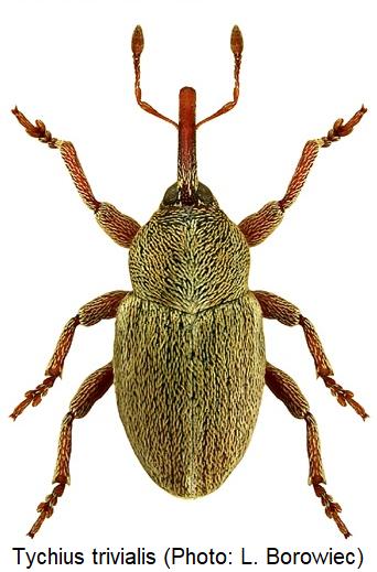 tychius_trivialis_hab.jpg