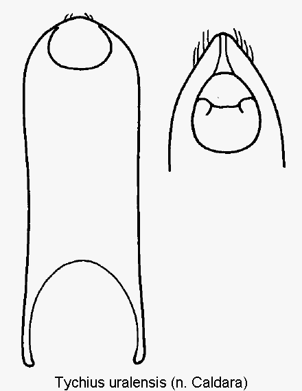 tychius_uralensis.gif