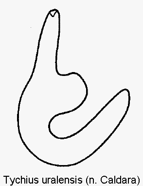 tychius_uralensis_sperm.gif