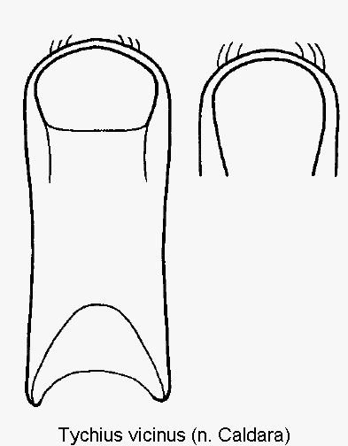 tychius_vicinus.gif