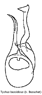 tychus_bescidicus.gif