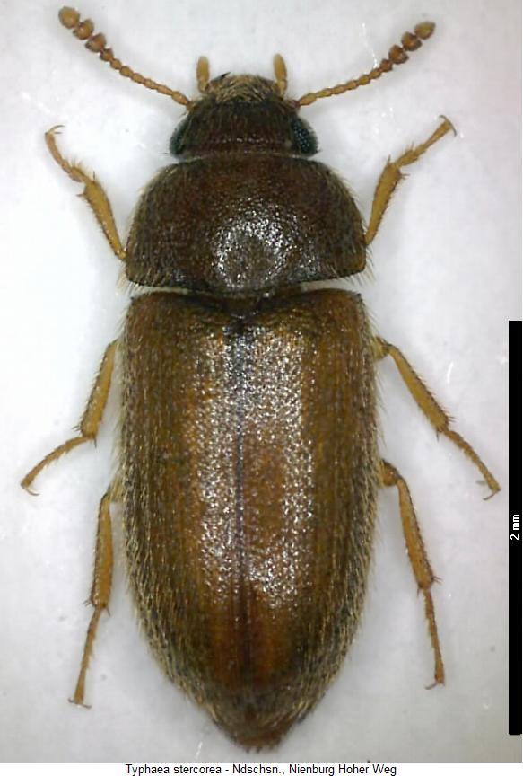 typhaea_stercorea_hab.jpg