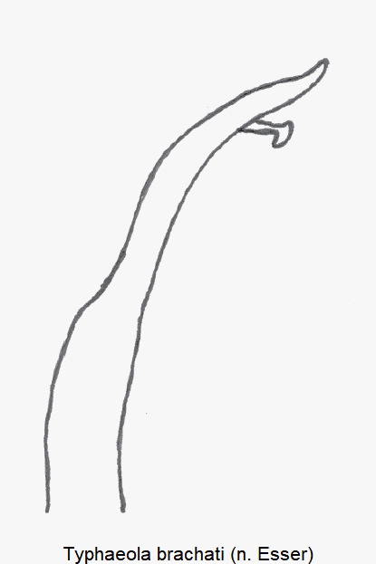 typhaeola_brachati.gif