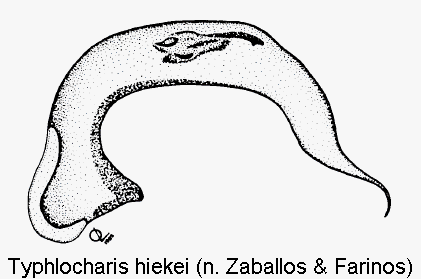 typhlocharis_hiekei.gif