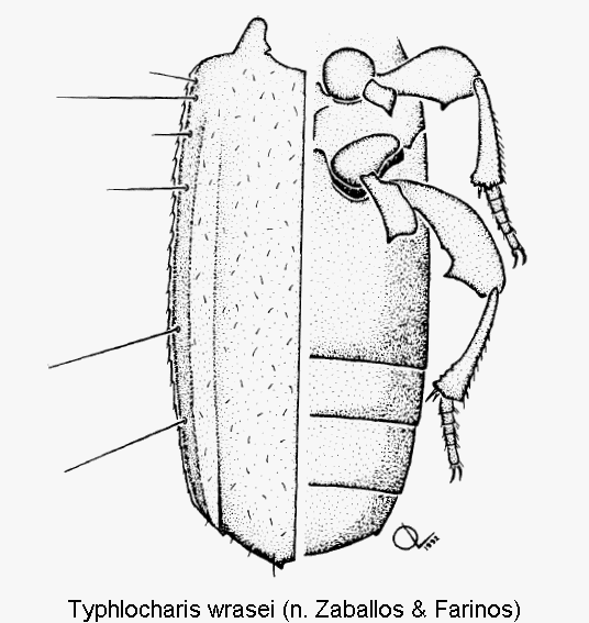 typhlocharis_wrasei_fld.gif