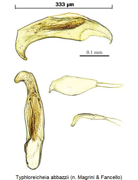 typhloreicheia_abbazzii.jpg