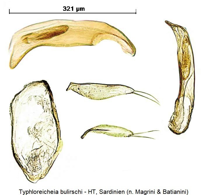 typhloreicheia_bulirschi.jpg