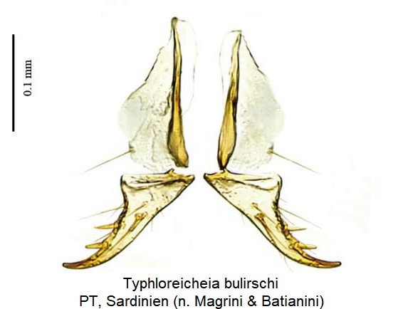 typhloreicheia_bulirschi_ovi.jpg
