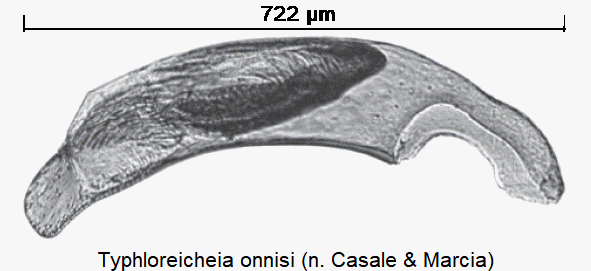 typhloreicheia_onnisi.gif