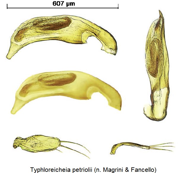 typhloreicheia_petriolii.jpg
