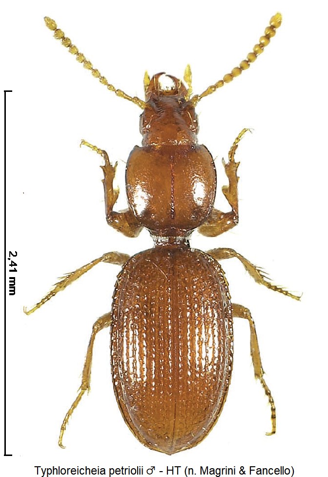 typhloreicheia_petriolii_m_hab.jpg