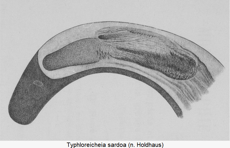 typhloreicheia_sardoa.gif