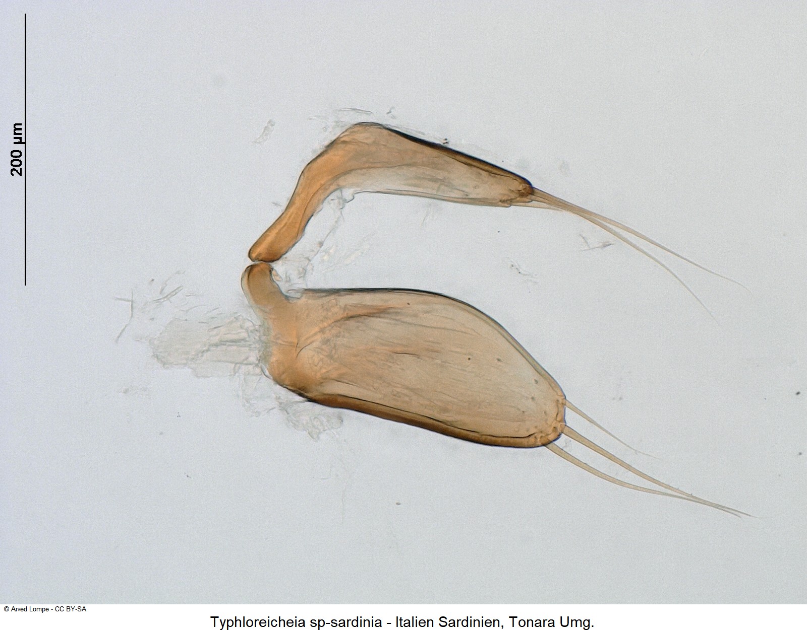 typhloreicheia_sardoa_nr1_ck36182573_pm.jpg