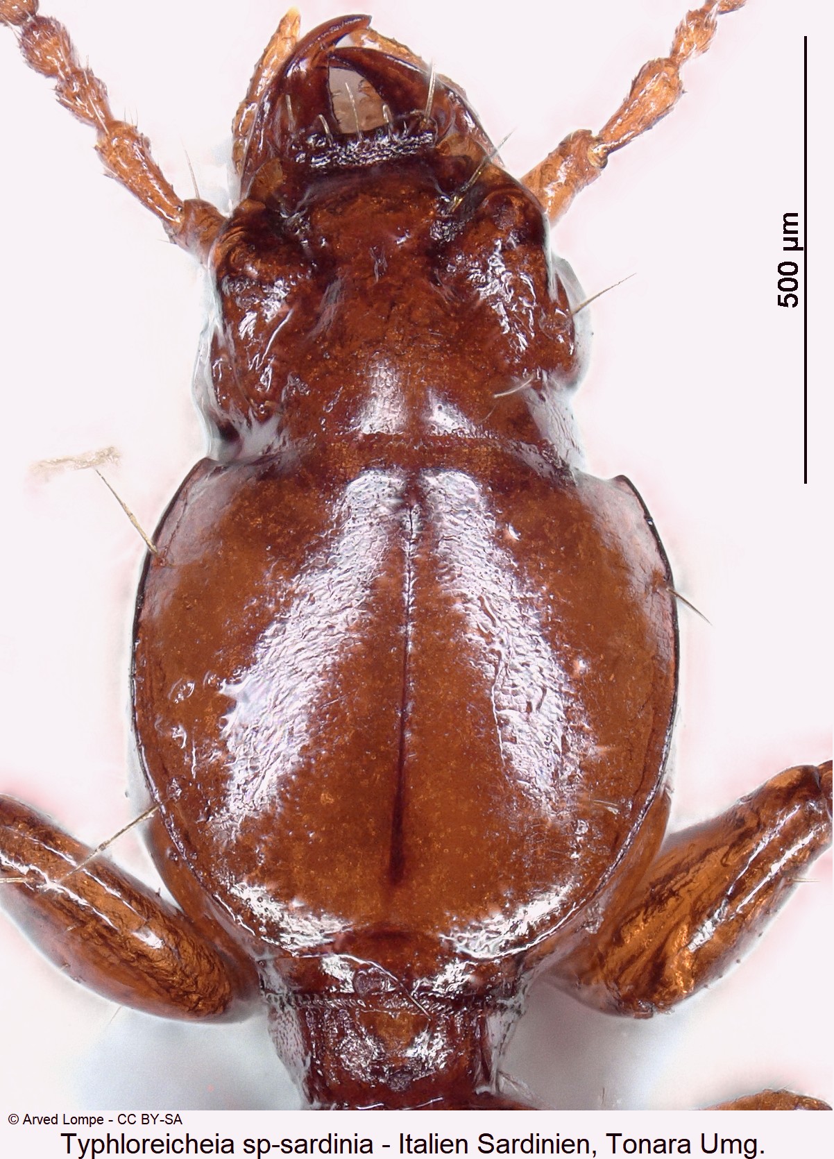 typhloreicheia_sp-sardinia_vk.jpg