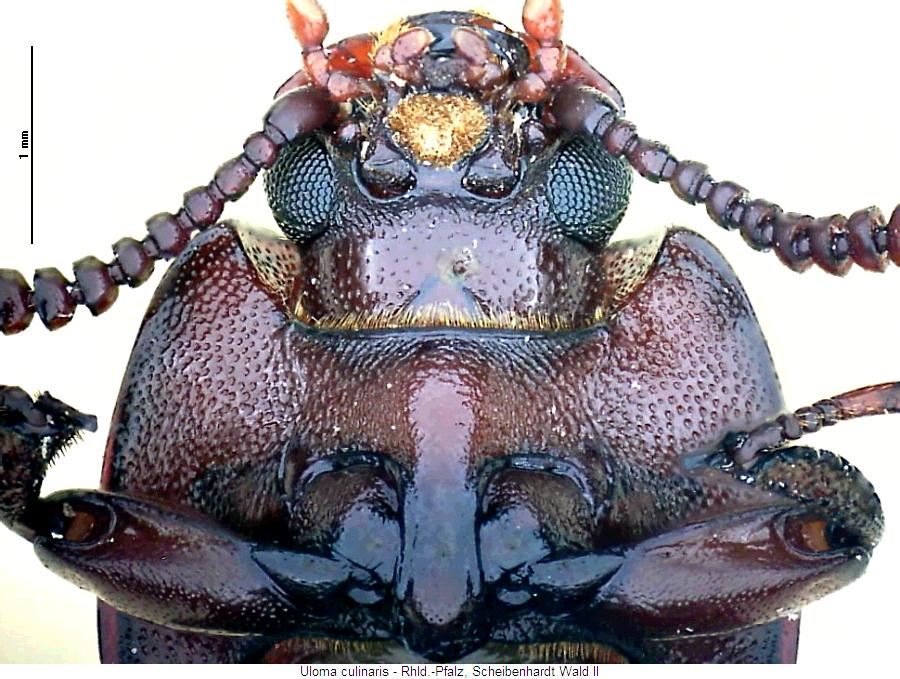 uloma_culinaris_us.jpg