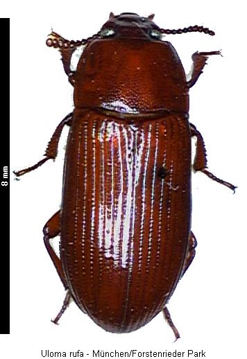 uloma_rufa_hab.jpg