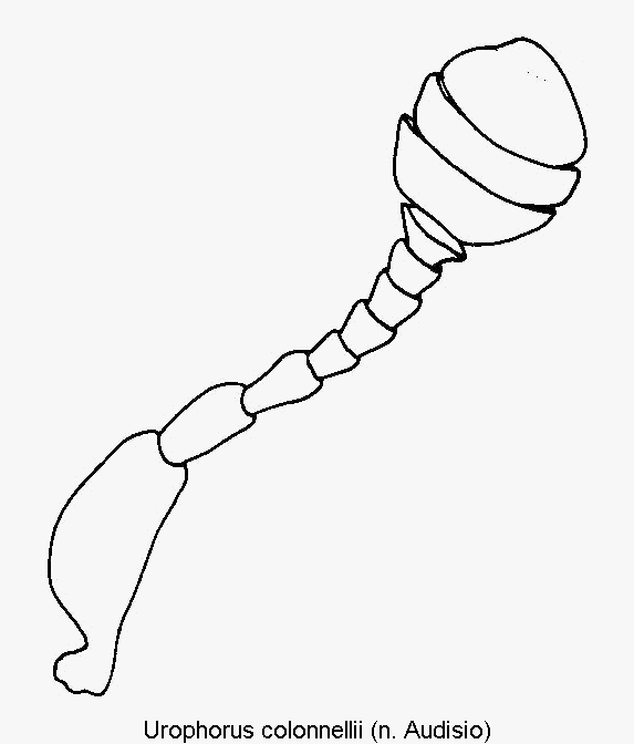 urophorus_colonnellii_f.gif
