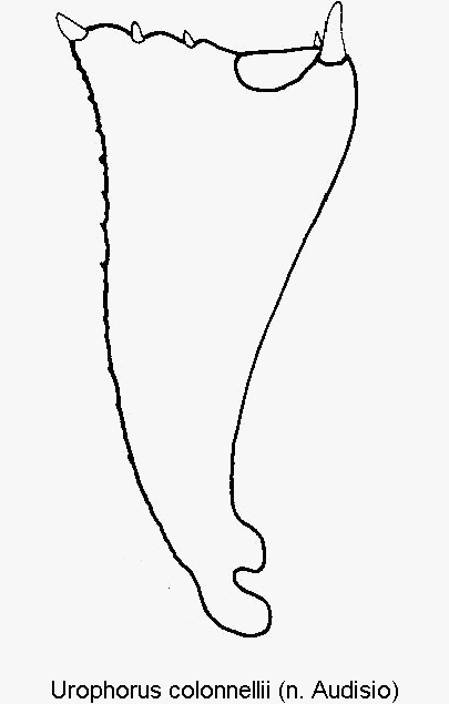 urophorus_colonnellii_vschn.gif