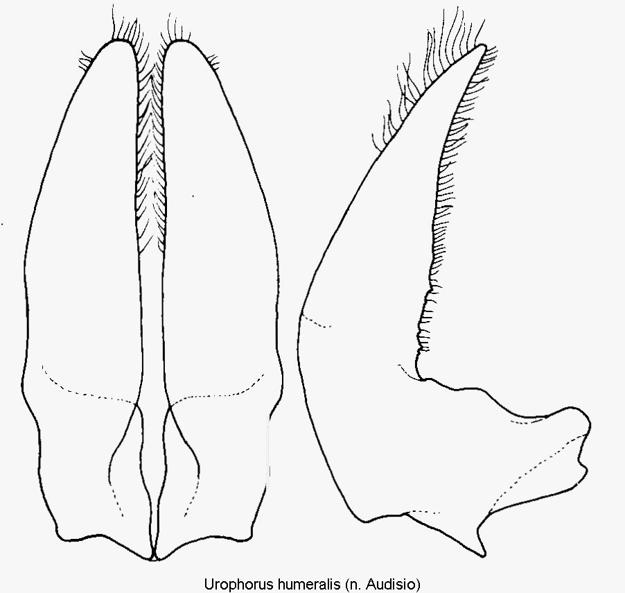 urophorus_humeralis1.gif