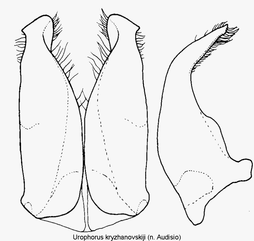 urophorus_kryzhanovskiji.gif
