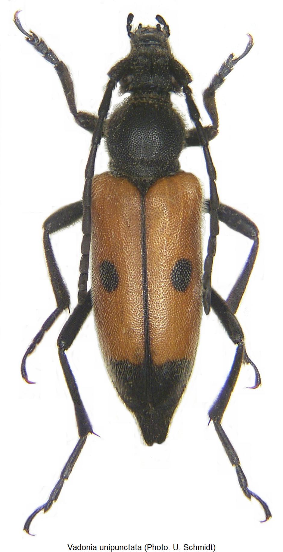 vadonia_unipunctata_hab.jpg