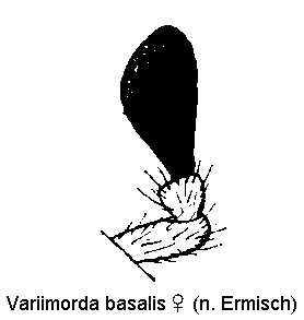 variimorda_basalis_w_ts.gif