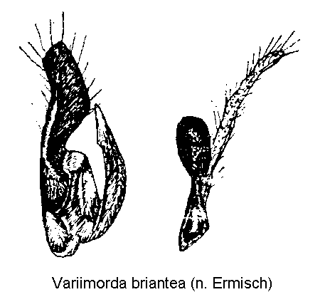 variimorda_briantea_pm.gif