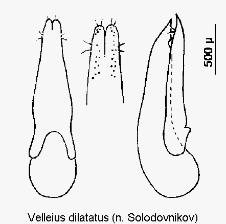 velleius_dilatatus.gif