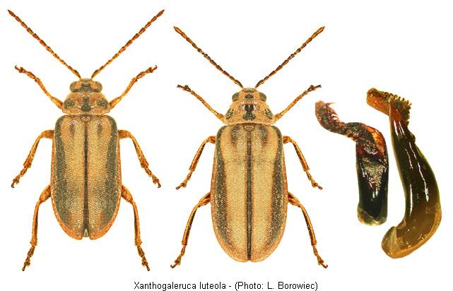 xanthogaleruca_luteola.jpg