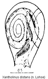 xantholinus_distans.jpg