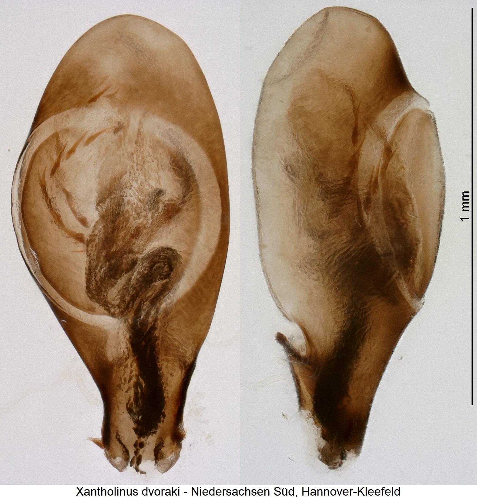 xantholinus_dvoraki.jpg