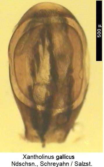 xantholinus_gallicus-1.jpg