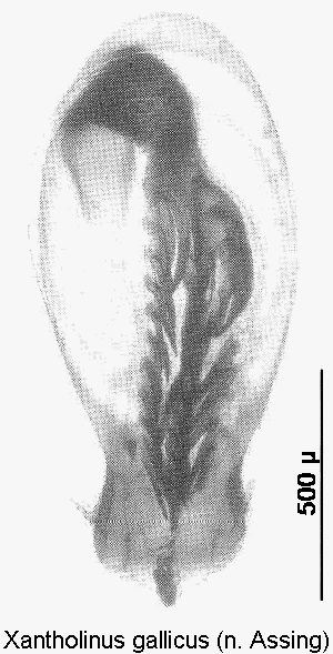 xantholinus_gallicus.gif