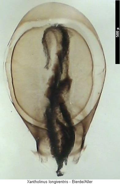 xantholinus_longiventris1.jpg