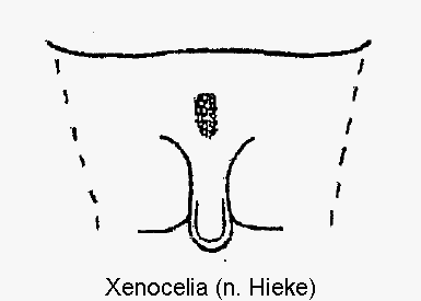 xenocelia_vbr.gif