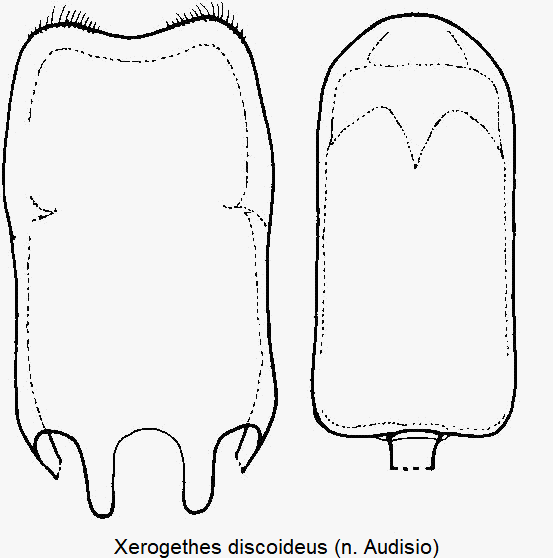 xerogethes_discoideus.gif