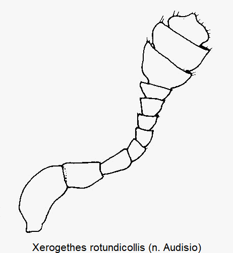 xerogethes_rotundicollis_f.gif