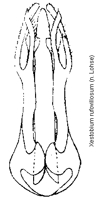 xestobium_rufovillosum.gif
