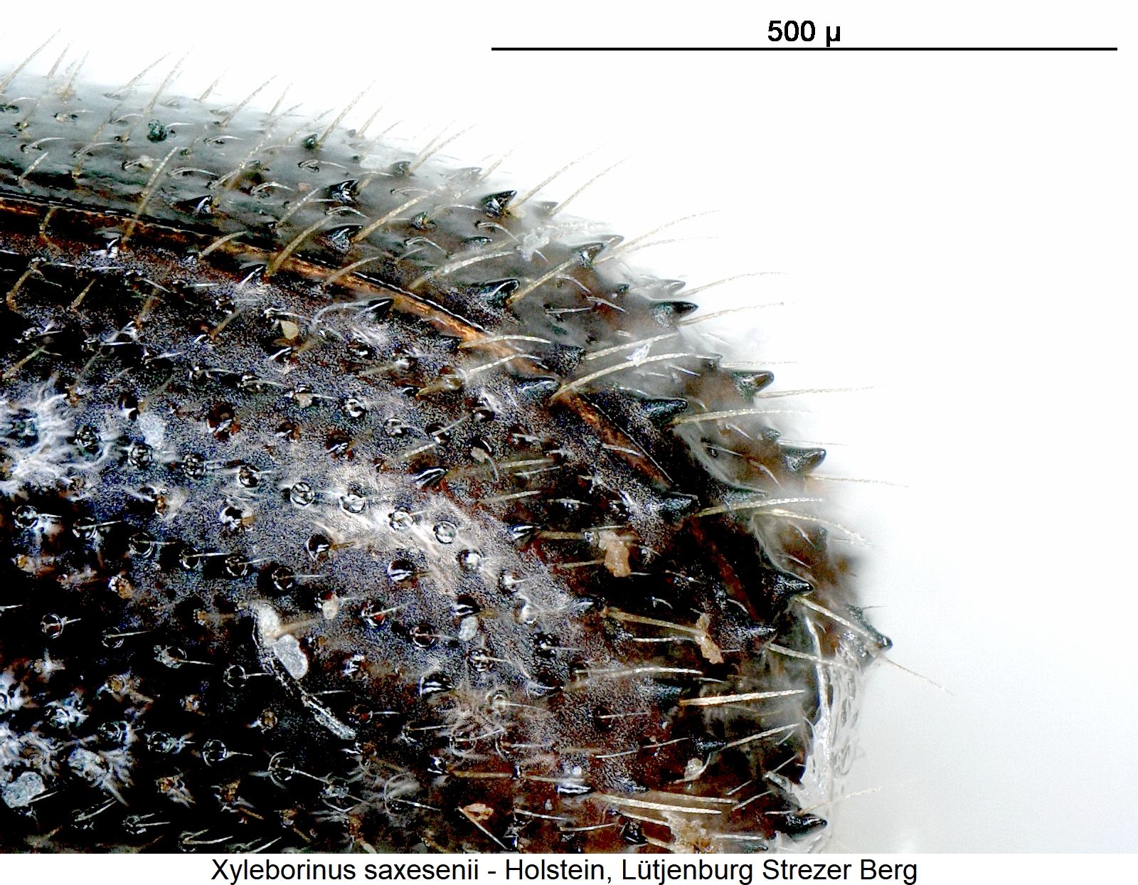 xyleborinus_saxesenii_abd.jpg