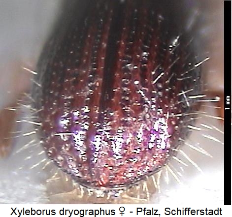 xyleborus_dryographus_hlb.jpg